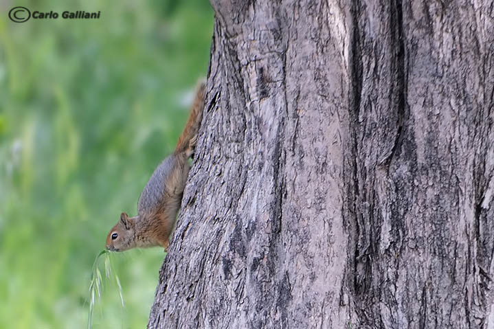 Scoiattolo di persia (Sciurus anomalus). Lesbo